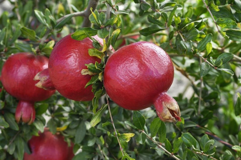 Гранат обыкновенный Punica granatum