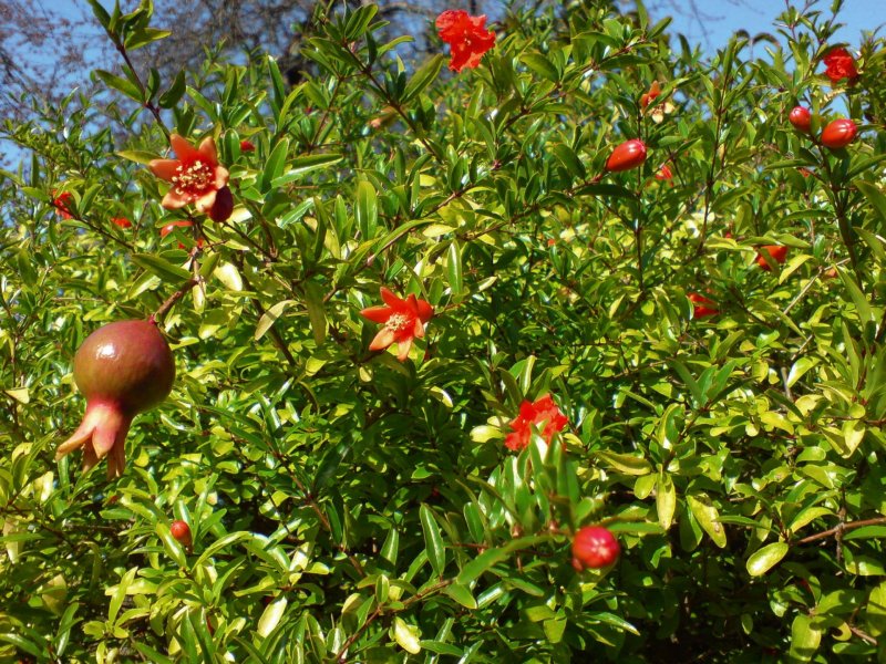 Punica granatum var. Nana