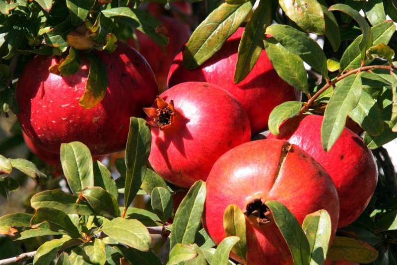 Гранат обыкновенный Punica granatum