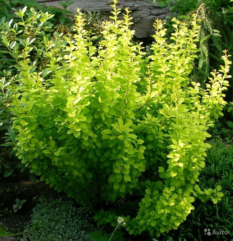 Berberis thunbergii Maria