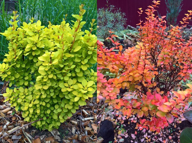 Барбарис Тунберга (Berberis thunbergii `Maria`)
