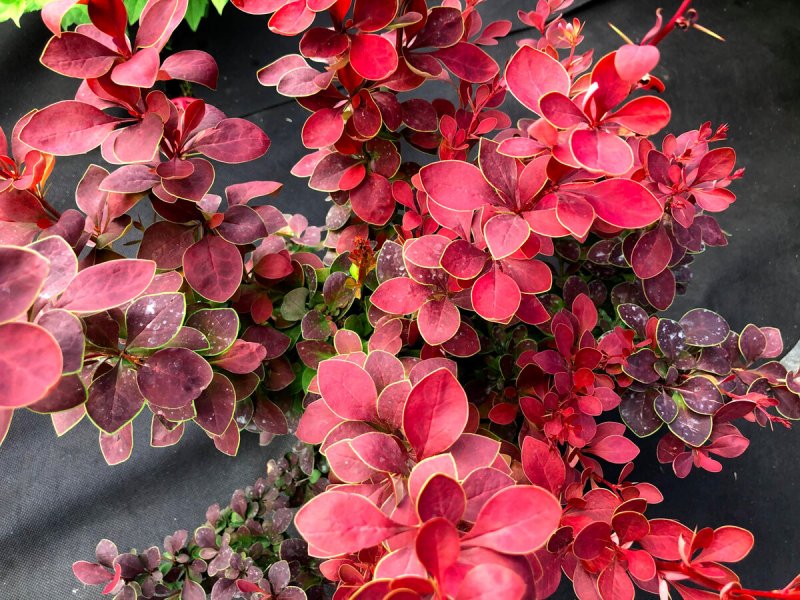 Барбарис Тунберга (Berberis thunbergii `Red Chief`)