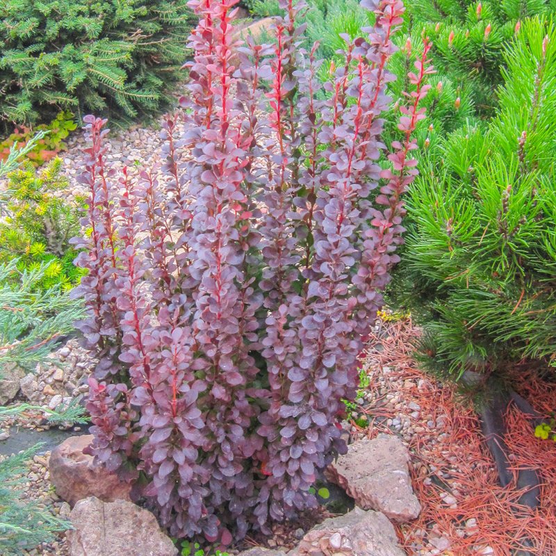 Барбарис Тунберга Berberis thunbergii Diabolicum