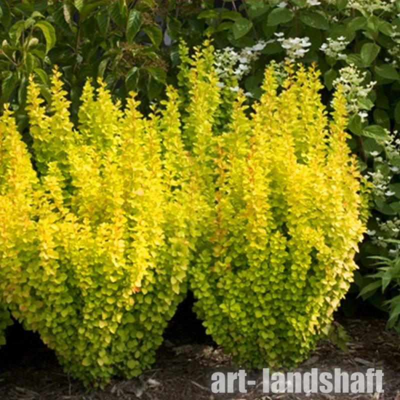 Барбарис Тунберга (Berberis thunbergii `Orange Rocket`)