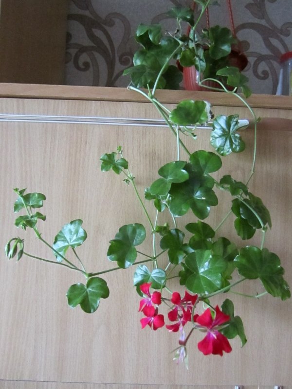 Плющевидная герань