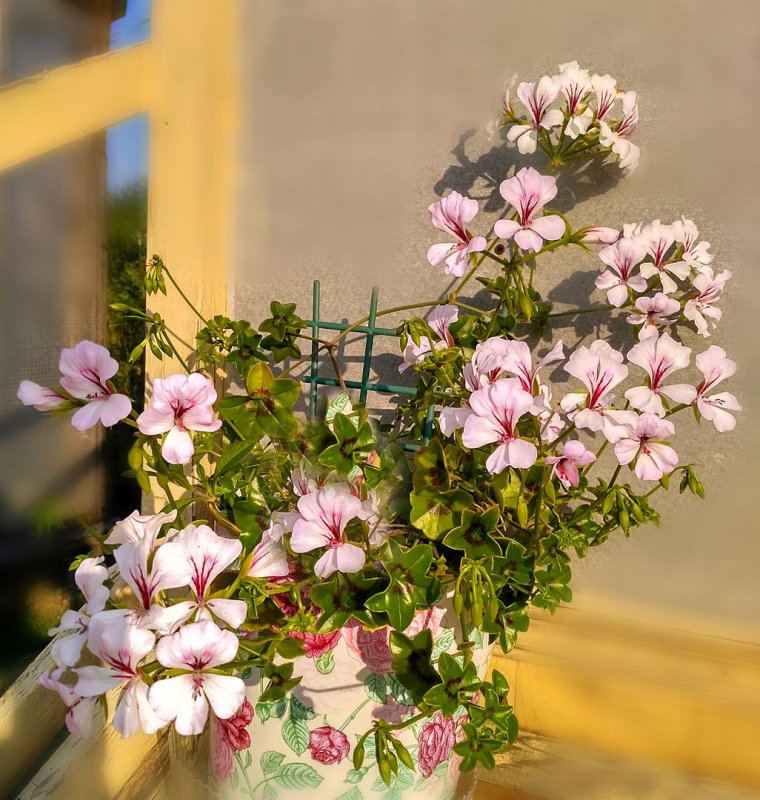 Пеларгония плетистая