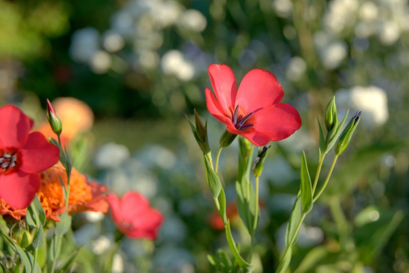 Лён крупноцветковый (Linum grandiflorum)