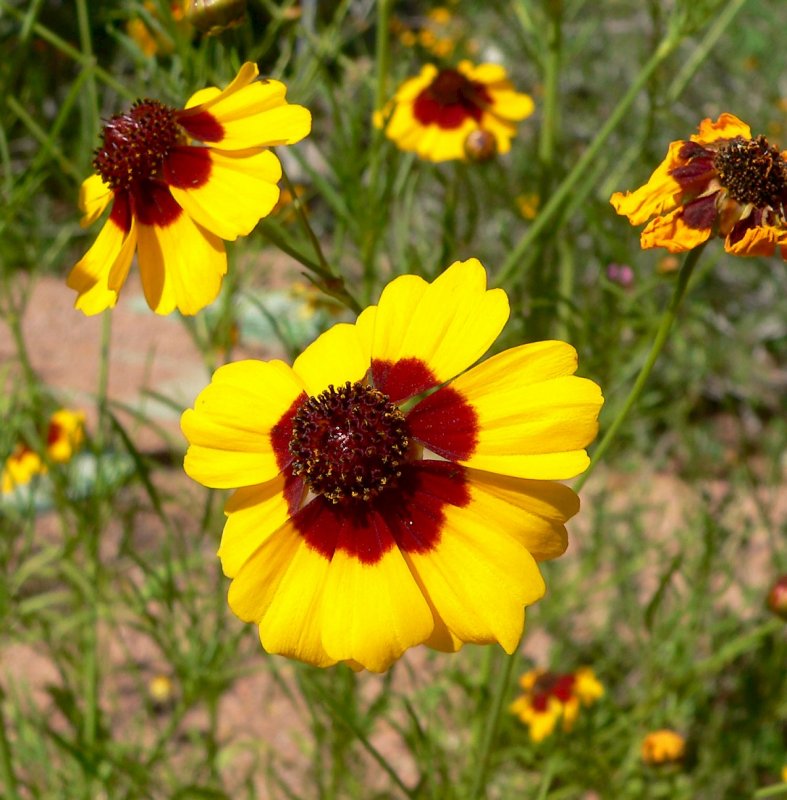 Coreopsis tinctoria