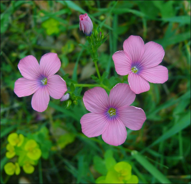 Лён крупноцветковый (Linum grandiflorum)