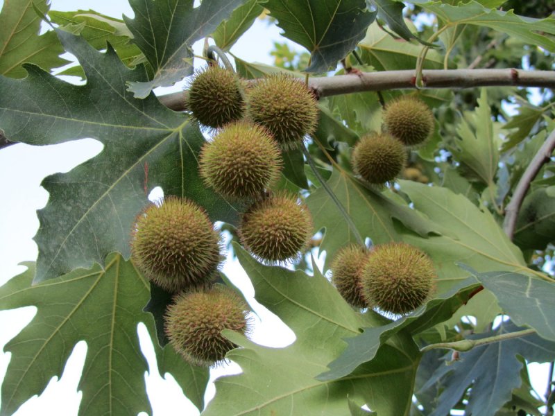 Платан кленолистный Platanus acerifolia