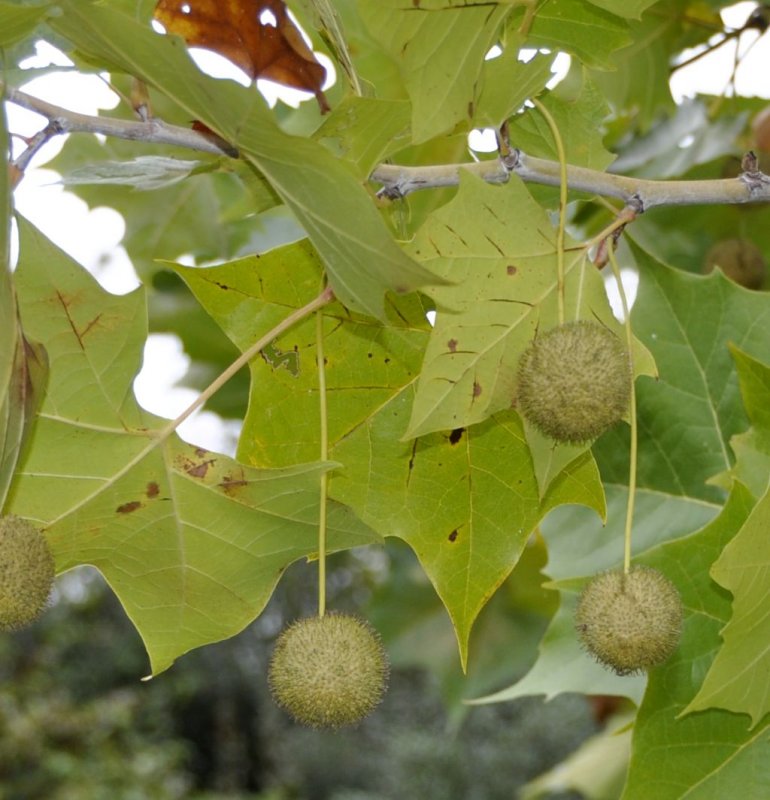 Платан Восточный (Platanus orientalis)