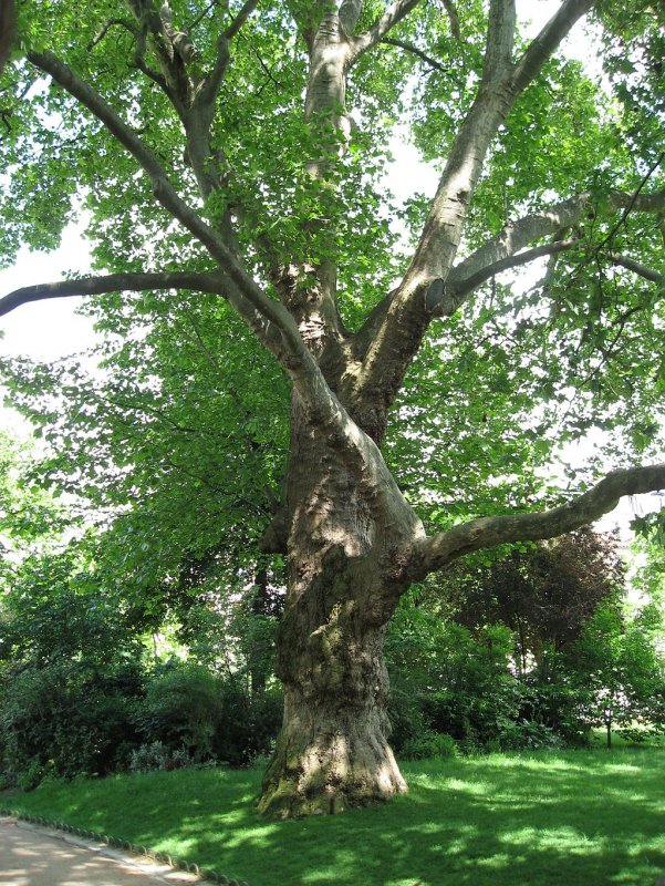 Platanus orientalis дерево