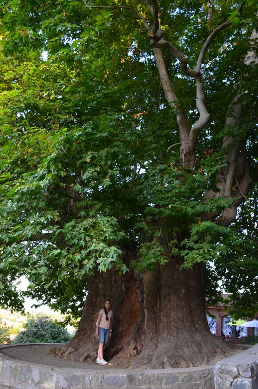 Платан Восточный Platanus