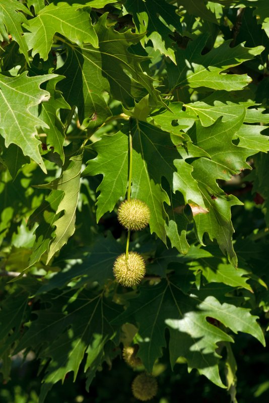 Платан Восточный Platanus