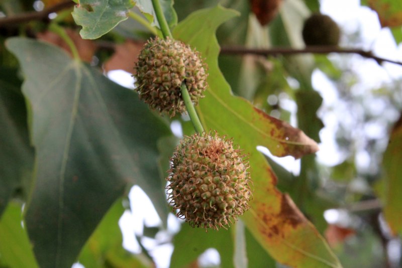 Платан Восточный (Platanus orientalis)