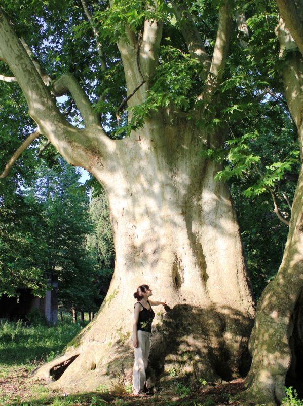 Platanus occidentalis Платан Западный
