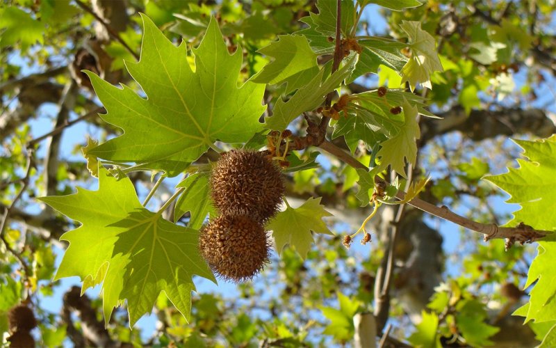 Platanus orientalis дерево