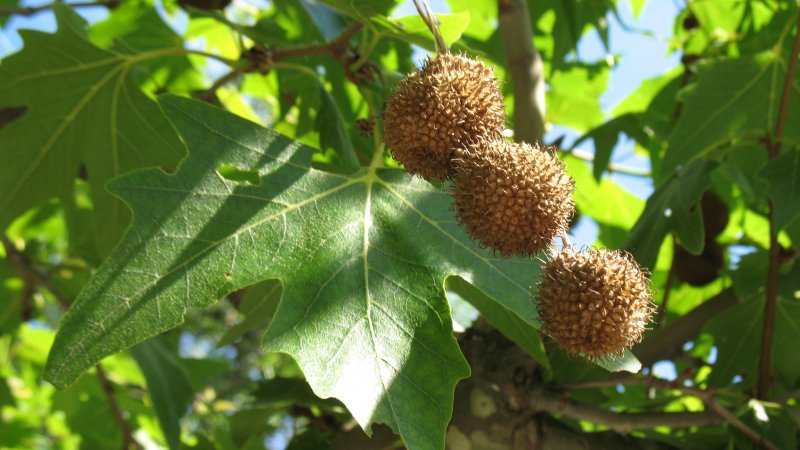 Платан Восточный Platanus