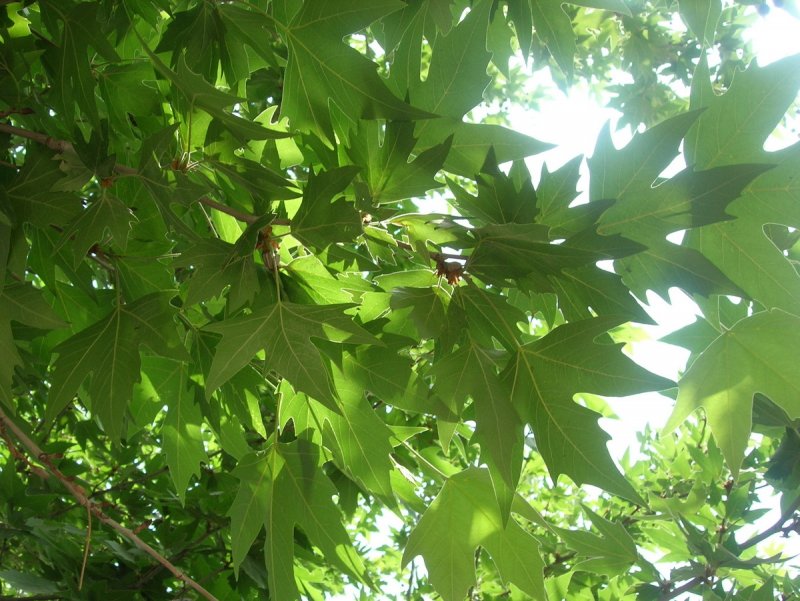 Платан клёнолистный (Platanus acerifolia)