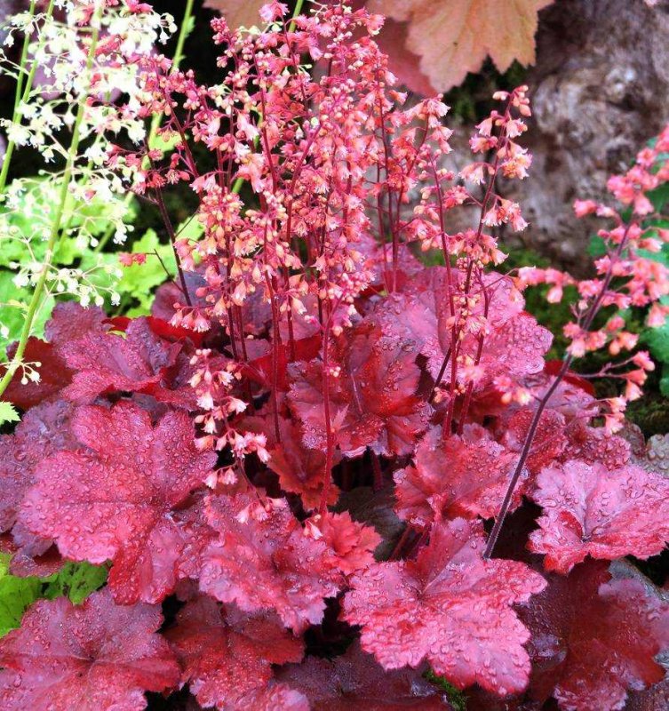 Гейхера Heuchera Midnight Ruffles