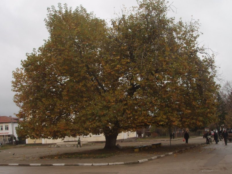 Платан Чинара