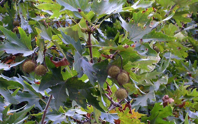 Platanus orientalis дерево