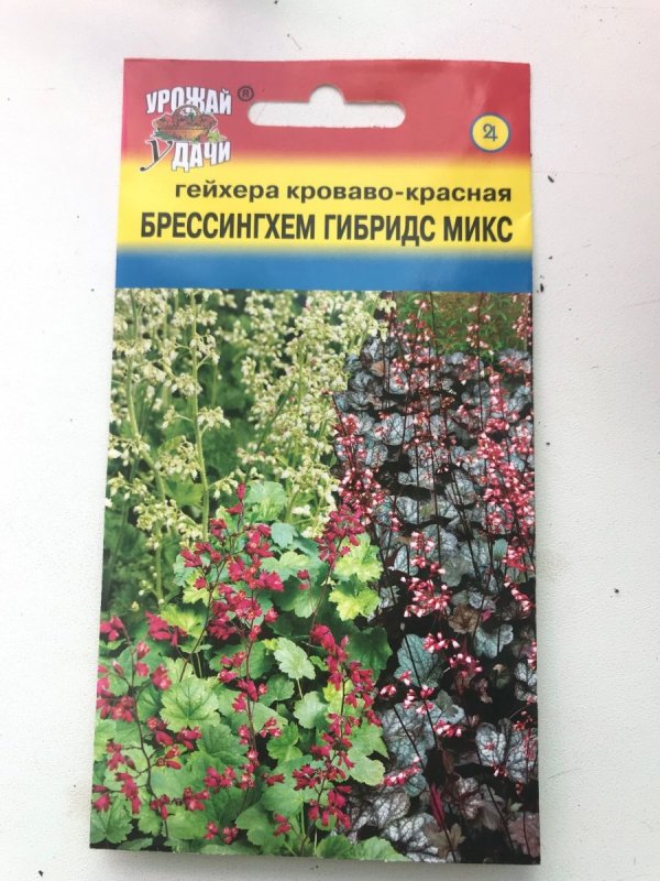 Гейхера кроваво красная Брессингем