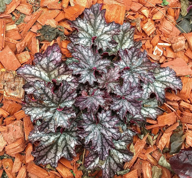 Гейхера Heuchera villosa