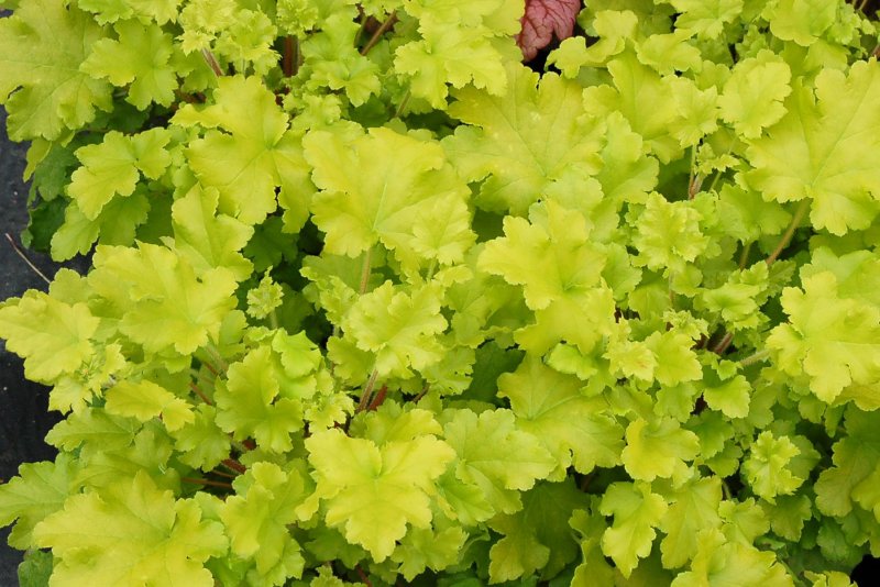 Гейхера Heuchera Obsidian
