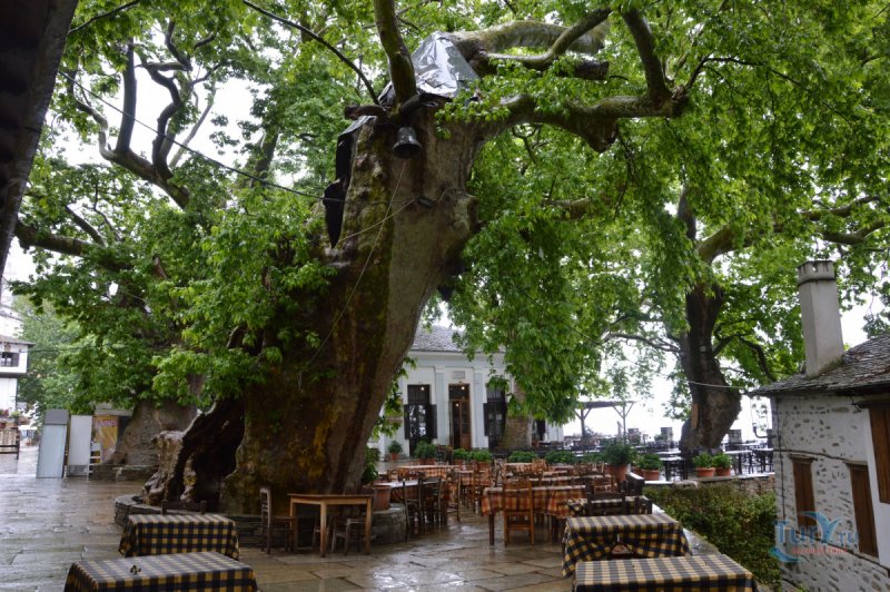 Платан Восточный Platanus