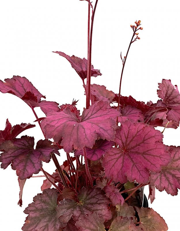 Гейхера (Heuchera `Sugar Frosting`)