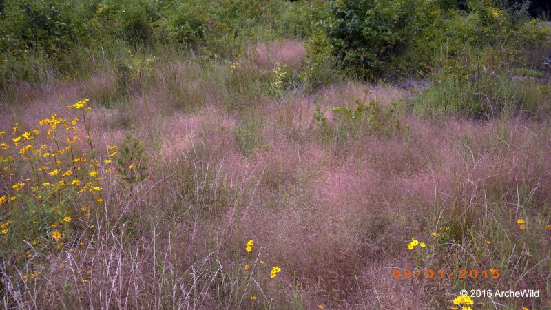 Полевичка видная eragrostis spectabilis