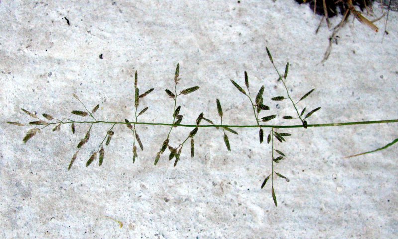 Eragrostis Minor