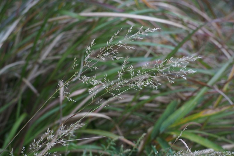 Eragrostis kossinskyi