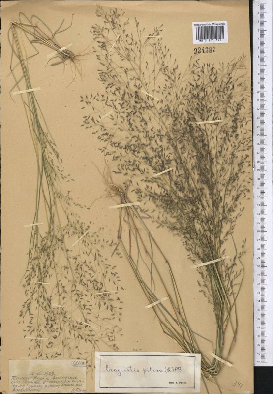 Panicum злак