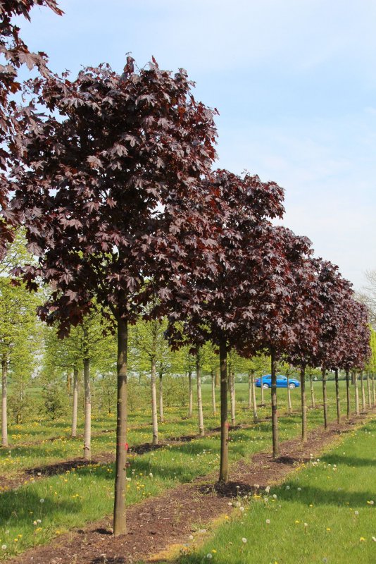 Клен остролистный Acer platanoides Royal Red