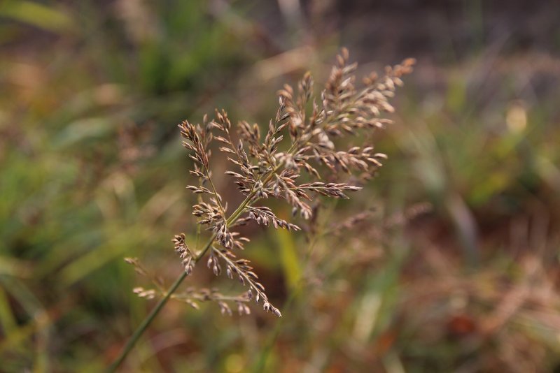 Eragrostis japonica