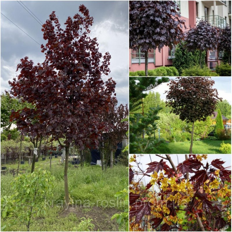 Acer platanoides 'Royal Red'