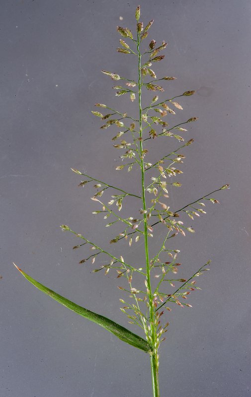 Eragrostis pilosa