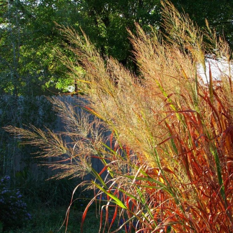 Просо прутьевидное Шенандоа Panicum virgatum "Shenandoah