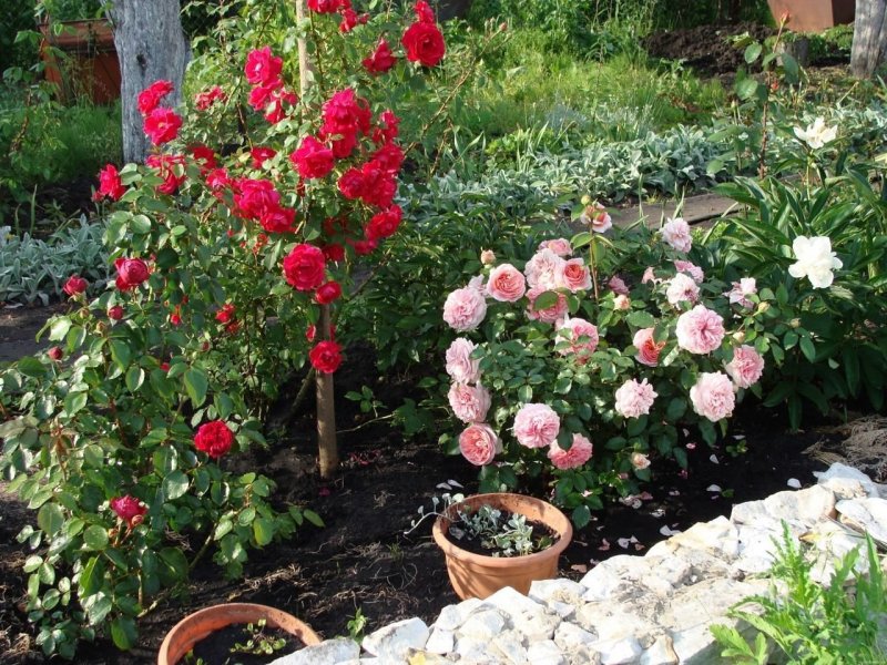 Роза Кордана (Rosa Kordana)
