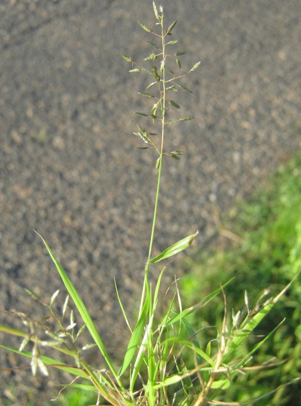 Eragrostis Minor