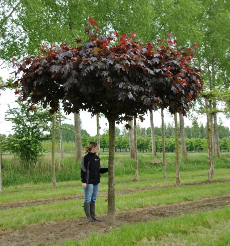 Acer platanoides 'Royal Red'