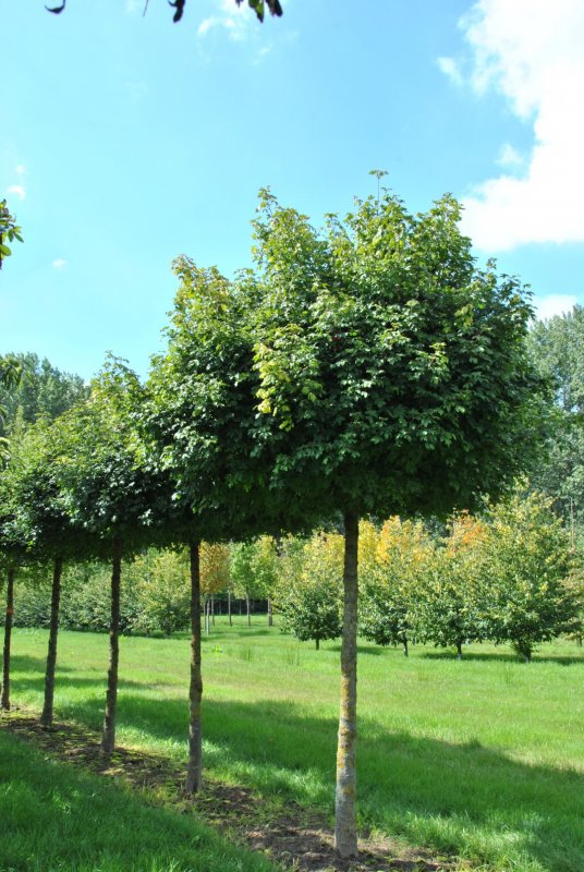 Клен полевой Acer Campestre