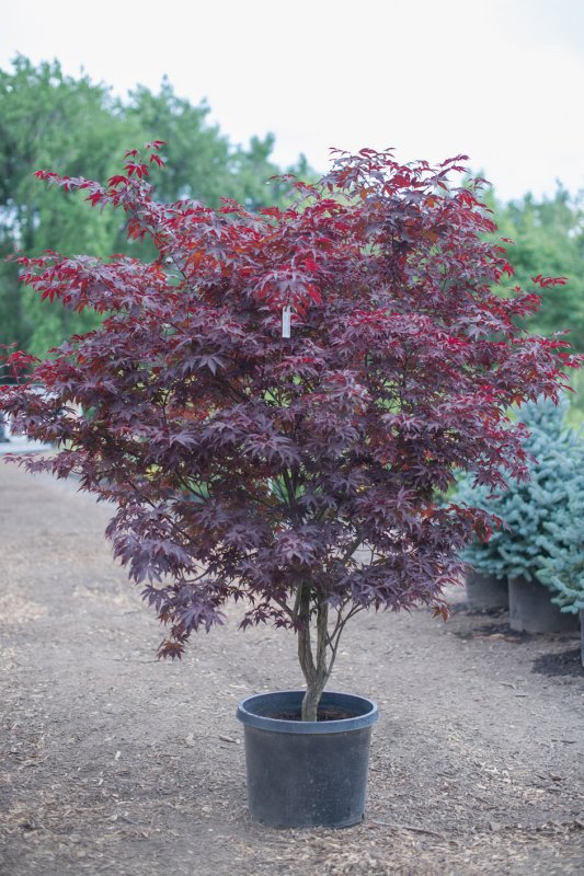 Клён остролистный Ácer platanoídes Crimson Sentry