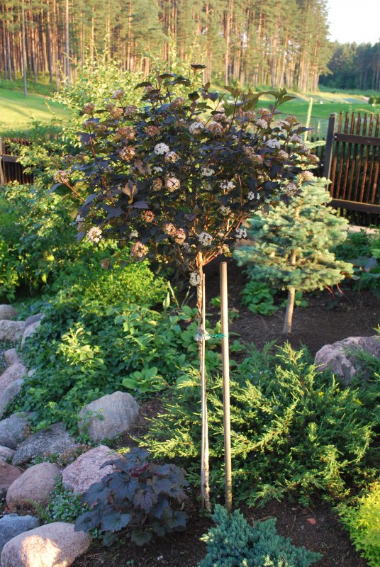 Клен остролистный Роял ред (Acer platanoides Royal Red)