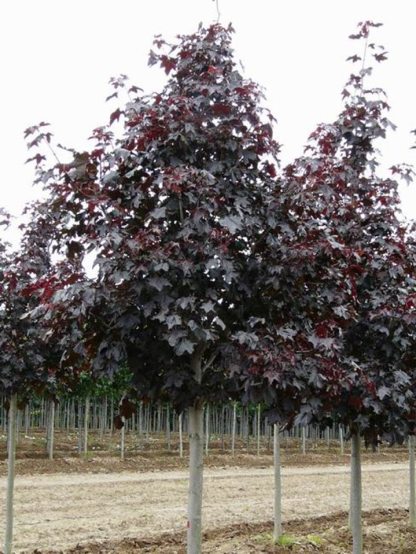 Клен красный остролистный Royal Red
