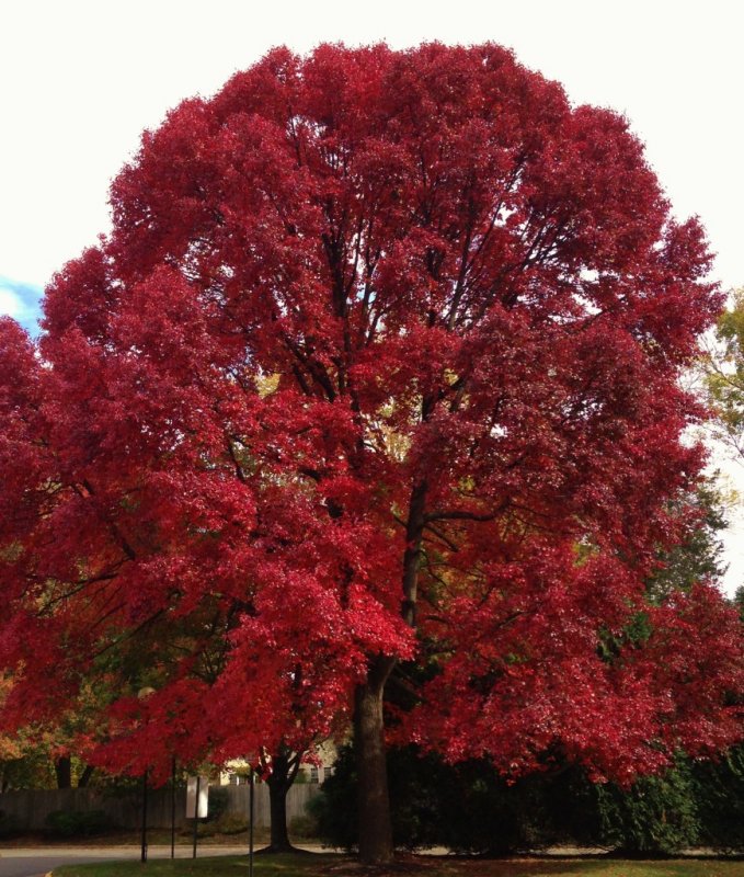Acer platanoides 'Royal Red'