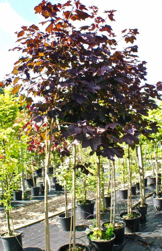 Клен остролистный Роял ред (Acer platanoides Royal Red)