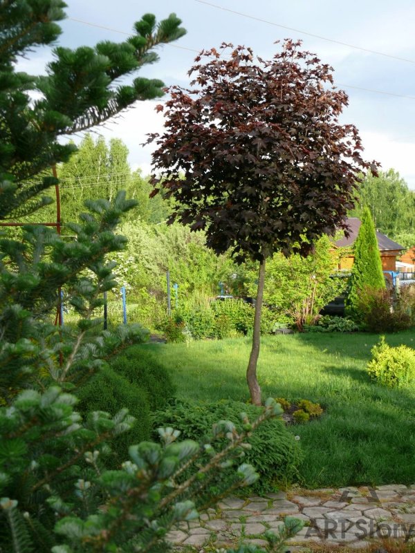 Acer platanoides 'Royal Red'